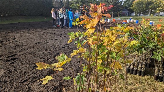  Pincourt plants its first Miyawaki microforest  