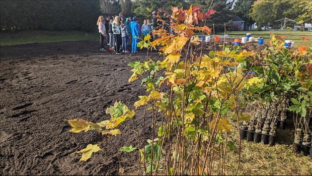  Pincourt plants its first Miyawaki microforest  